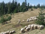 ZAPROSZENIE z realizatorami projektu Life+ Beskidy