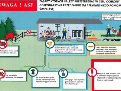 Akcja informacyjna dot. afrykańskiego pomoru świń ...