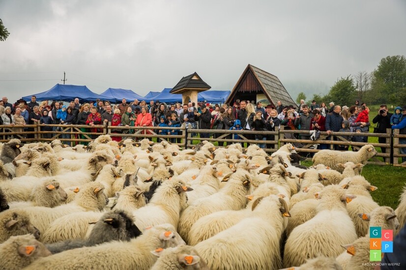 REDYK 2019 w Przybędzy