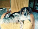 UWAGA! POSZUKIWANY WŁAŚCICIEL PSA!